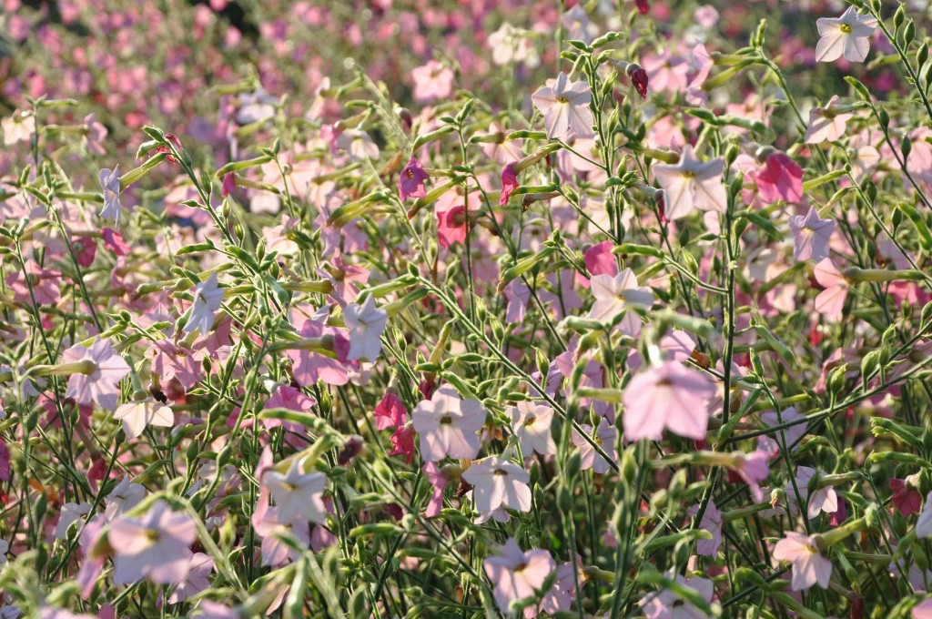 Blomstertobak är en lättodlad utplanteringsväxt som trivs i välgödslad jord.