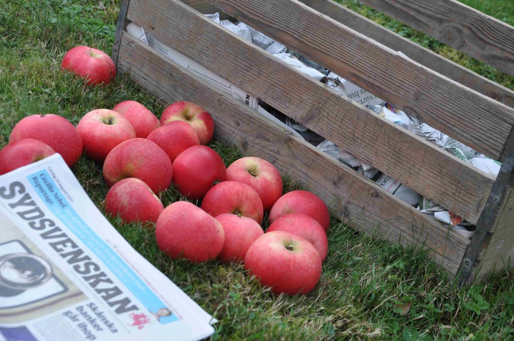 Äpplena viras in i tidningspapper och ställs svalt.