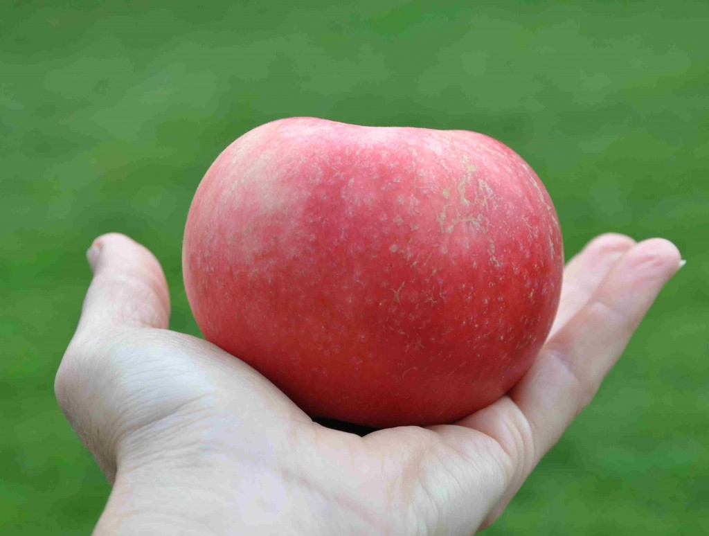 När äpplet släpper grenen lätt när du tar i det är det moget.