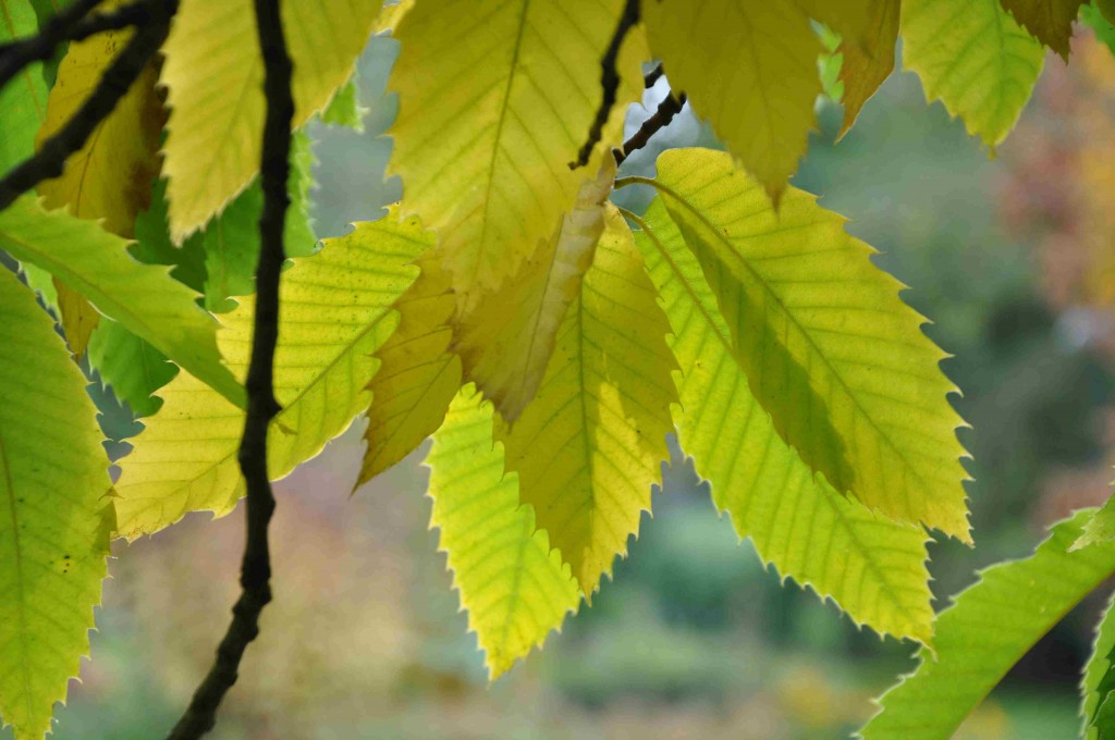 Kastanjens vackert sågade blad blir gula om hösten.