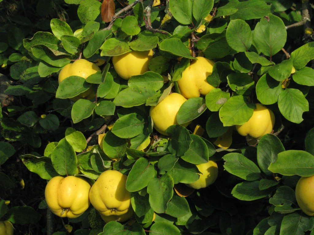 Kvitten har stora, päronliknande frukter som doftar gott.