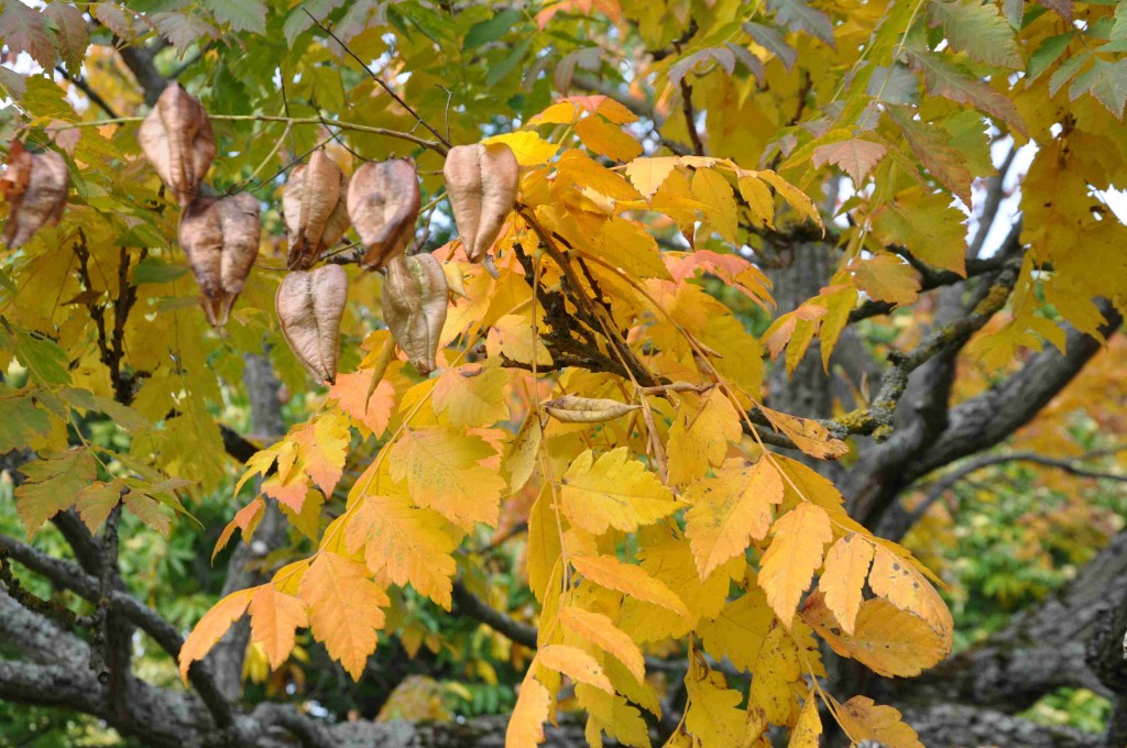 Kinesträdet får fantasifulla, blåsformiga frukter om hösten.
