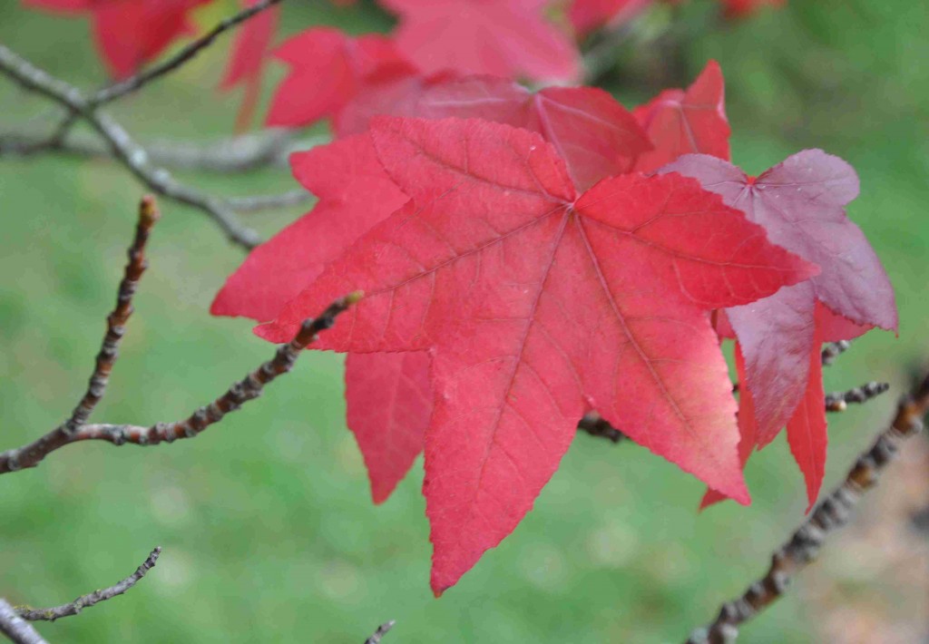 Ambraträdets löv liknar lönnens och får en fin höstfärg.
