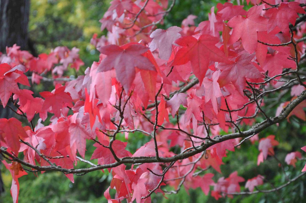 Grannt röda färgas ambraträdets löv om hösten.