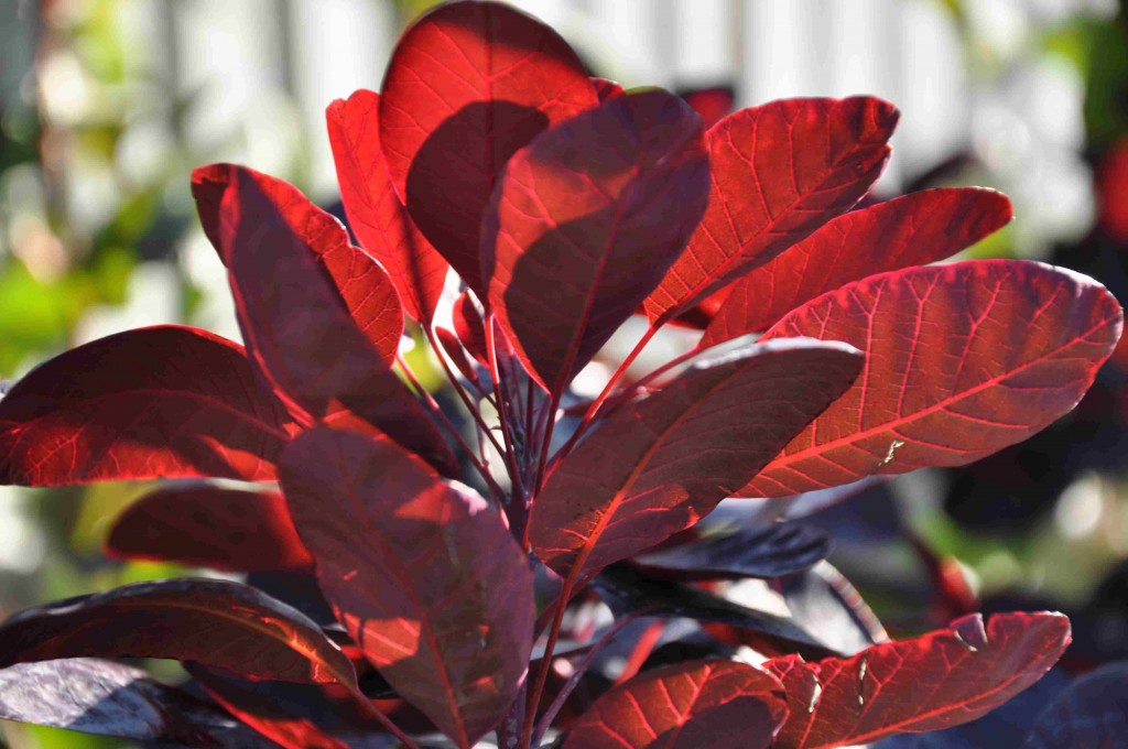 Rödbladig perukbuske trivs i soligt läge och varm jord.