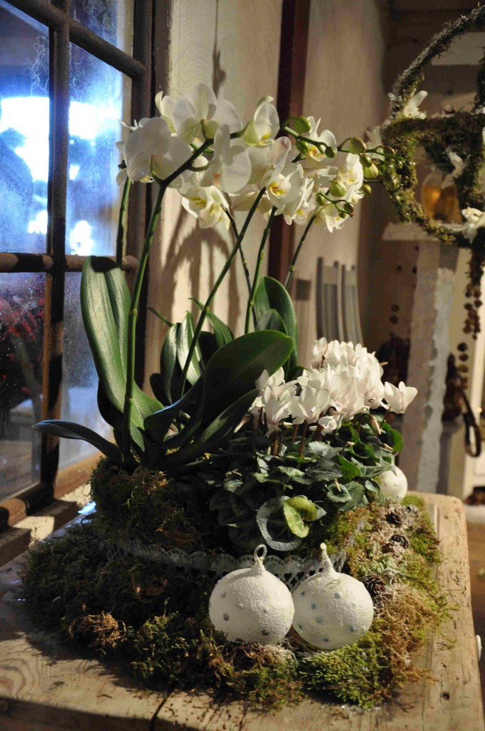Vita orkidéer och cyklamen i ett vackert arrangemang till jul.