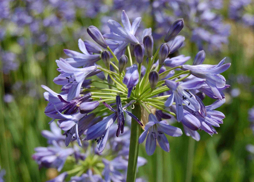 Klockagapanthus finns i många mörkblå sorter, men även med vanliga himmelsblå blommor.
