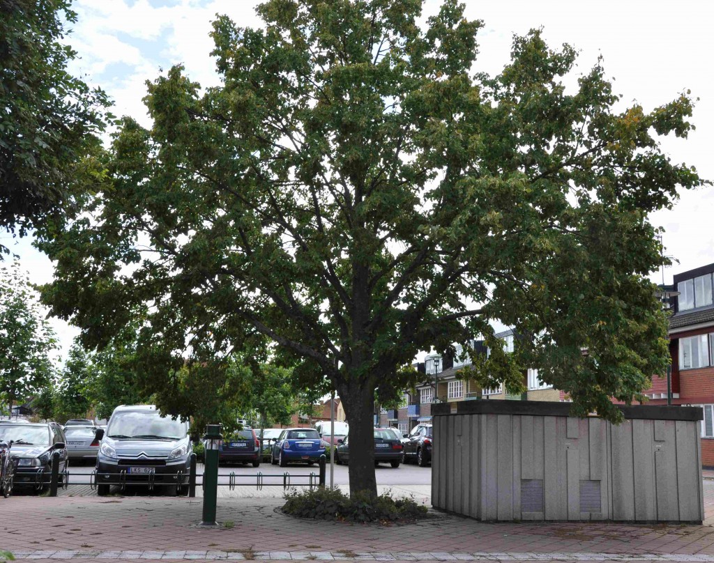 Träd i gatumiljö behöver oftast en högre stamhöjd för att man ska komma inunder dem än träd i en park.
