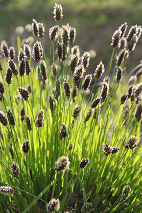 Vårälväxingen är ett perenna gräs som sätter ax redan tidigt om våren.