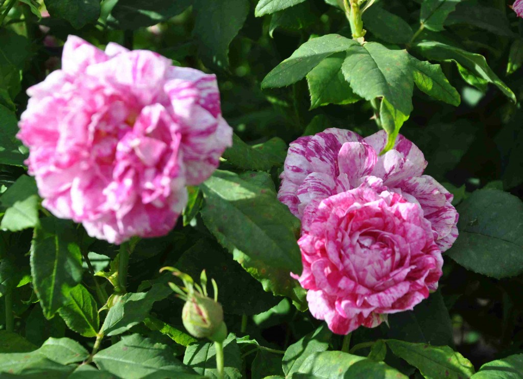 Bourbonrosor har oftast en mycket god doft när rosorna blommar.