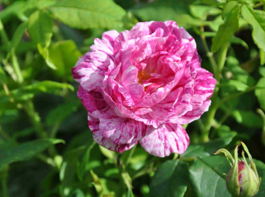 Strimmiga rosor finns det flera av.
