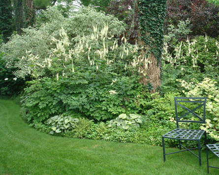 Kandelabersilverax har långa vita blomspiror.