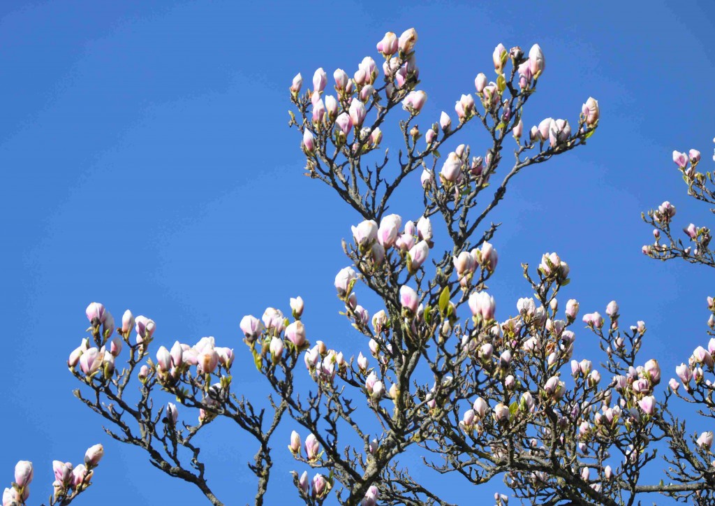 Lä och skyddat läge är viktigt för magnolior.