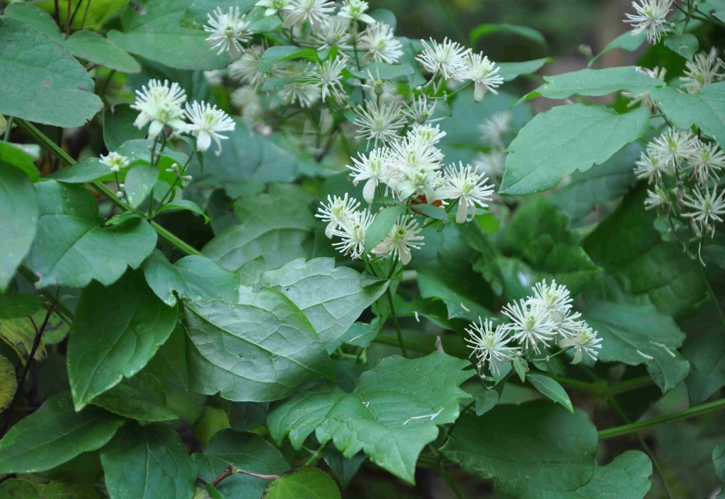 Doftande skogsklematis är en starkväxande lian med små, vita blommor.