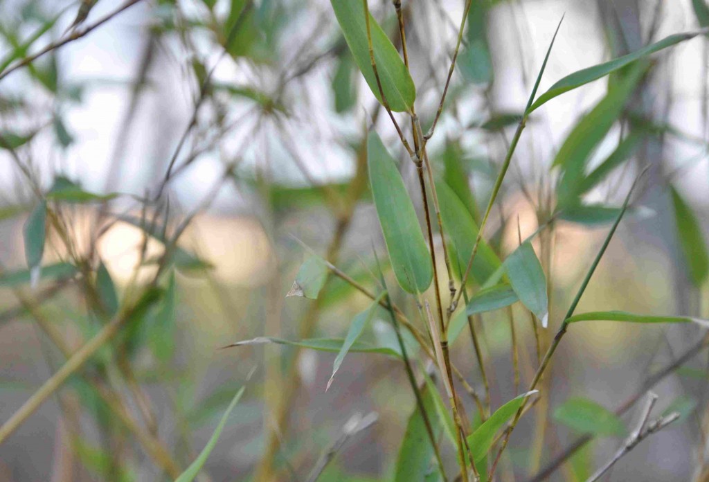 Bambun är egentligen en vintergrön växt, men kan frysa ner om vintern.