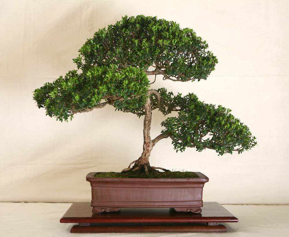 Myrten är lätt att forma till bonsai genom ständig inklippning.