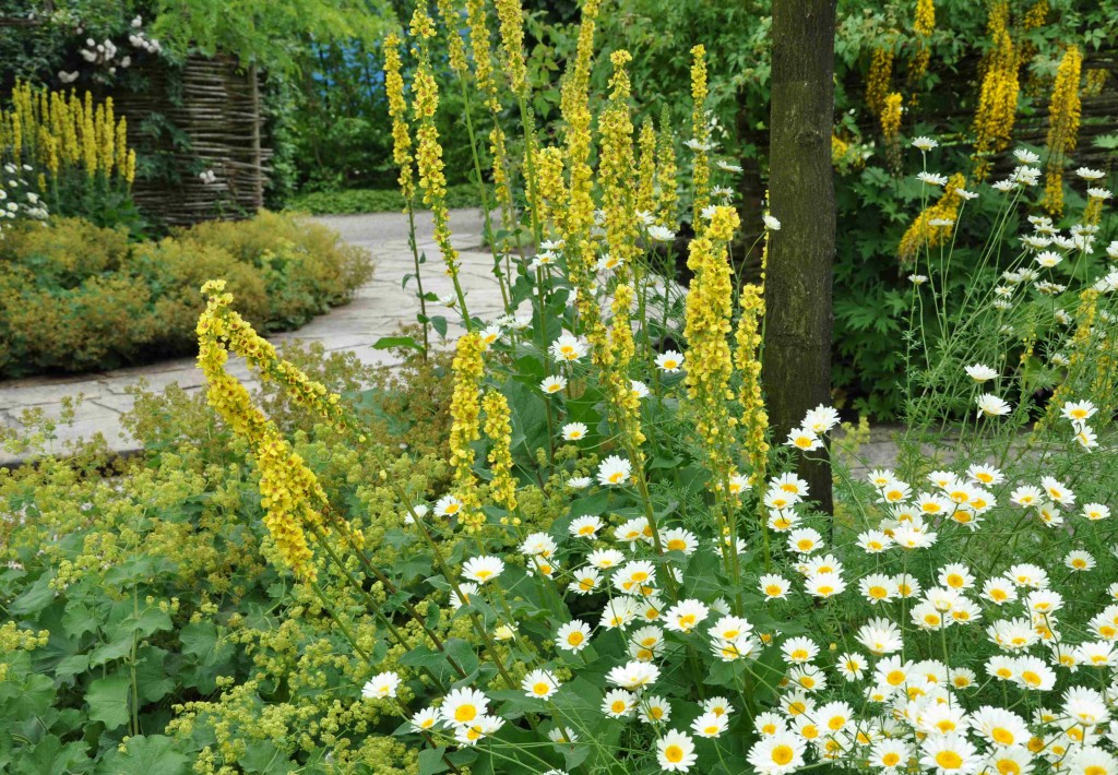 gult och vitt i kombination blir fräscht och effektfullt i trädgården.