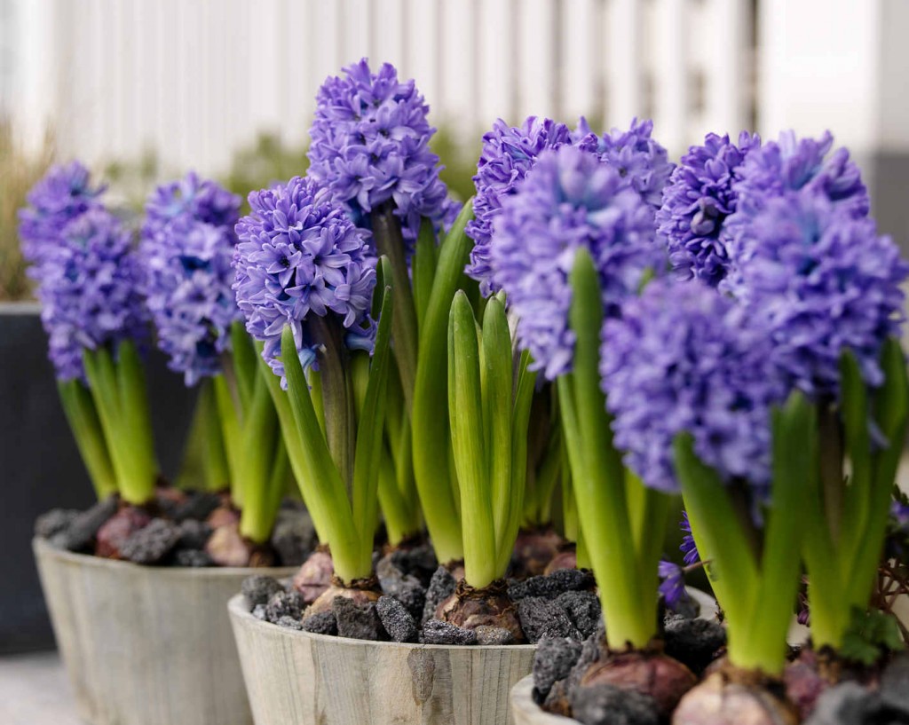 Hyacinternas starka doft blir angenämare om man planterar dem utomhus i rabatt eller kruka.