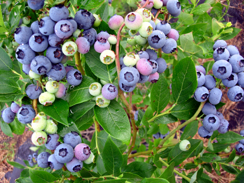 Amerikanska blåbär kan vara väldigt rikbärande med upp till 5 kg bär per buske.