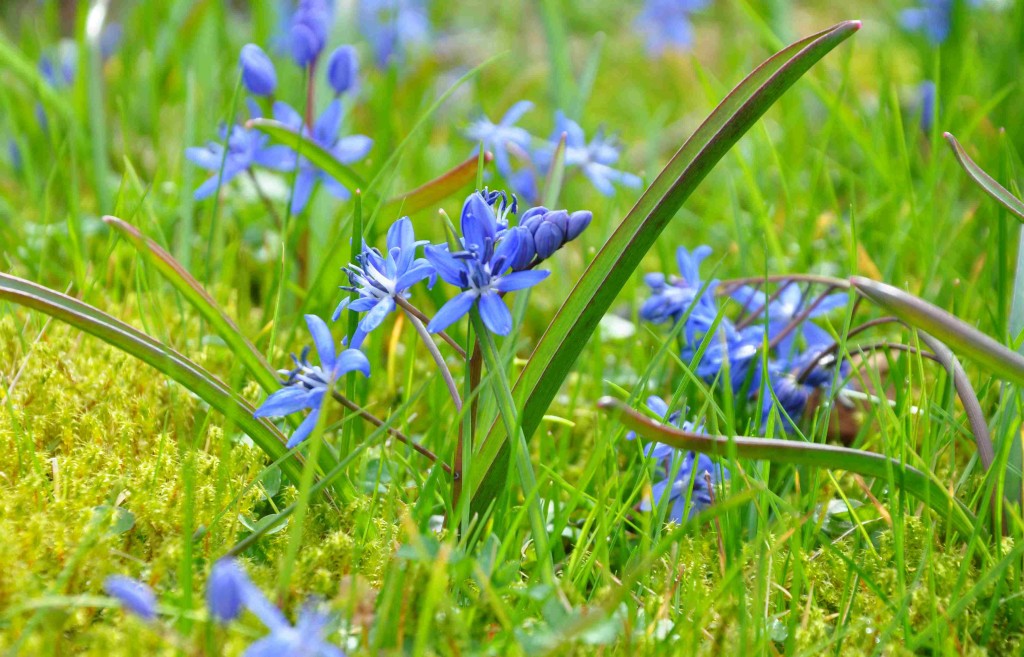 Blåstjärnor finns det av många olika arter som blommar tidigt om våren.