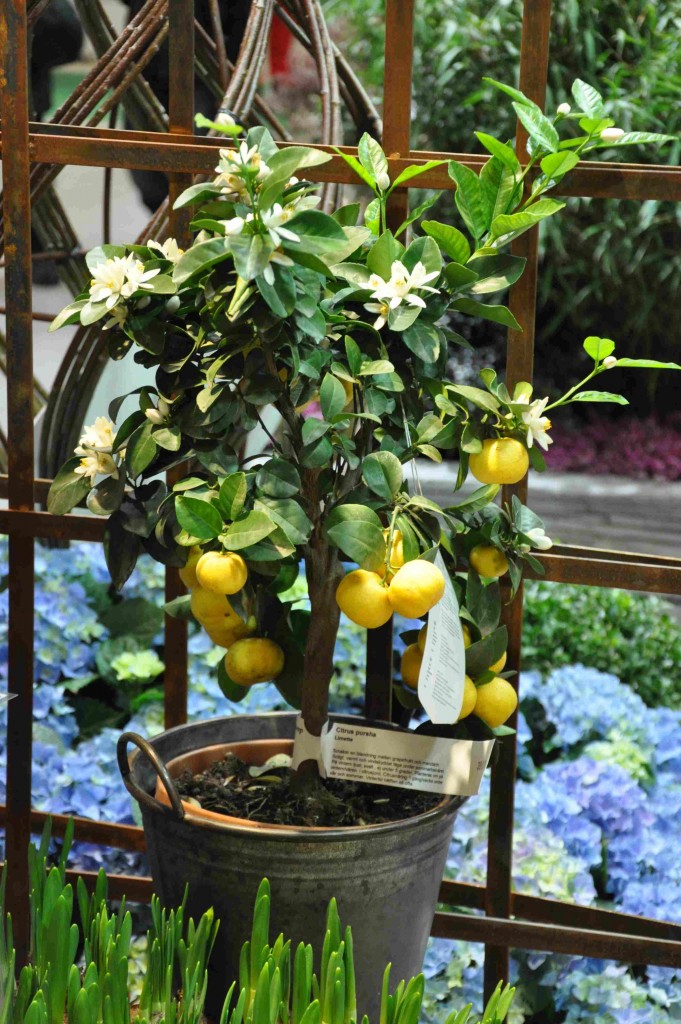 Ett citronträd ska stå inomhus på vintern, men flyttas ut i solen om sommaren.