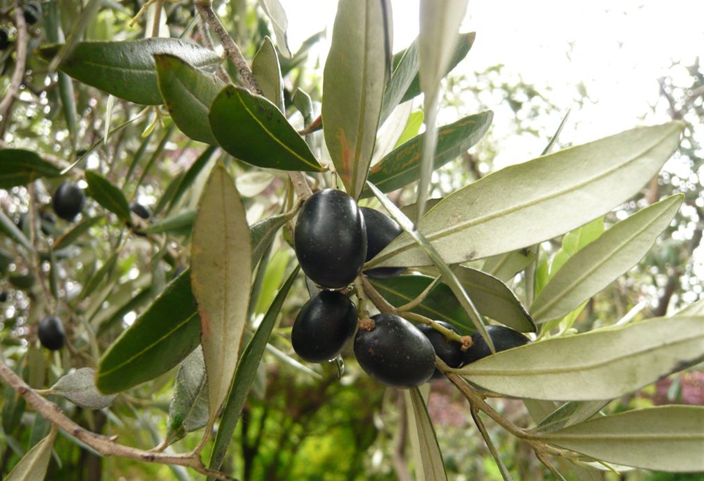 När oliverna mognar blir de svarta.
