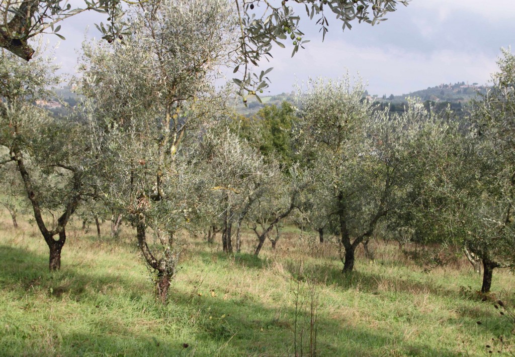 Medelhavsländernas klimat och kalkrika, steniga jord passar utmärkt för olivträd.