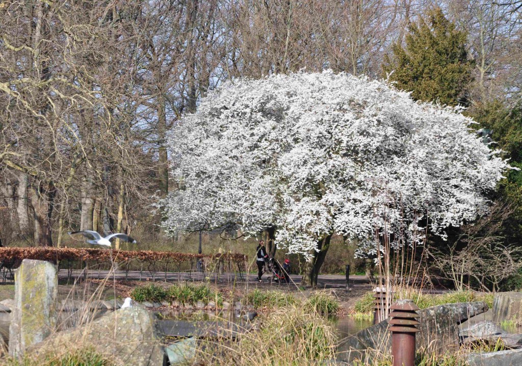 Körsbärsplommon är ett litet, rundkronigt träd med den tidigaste blomningen av alla träd.