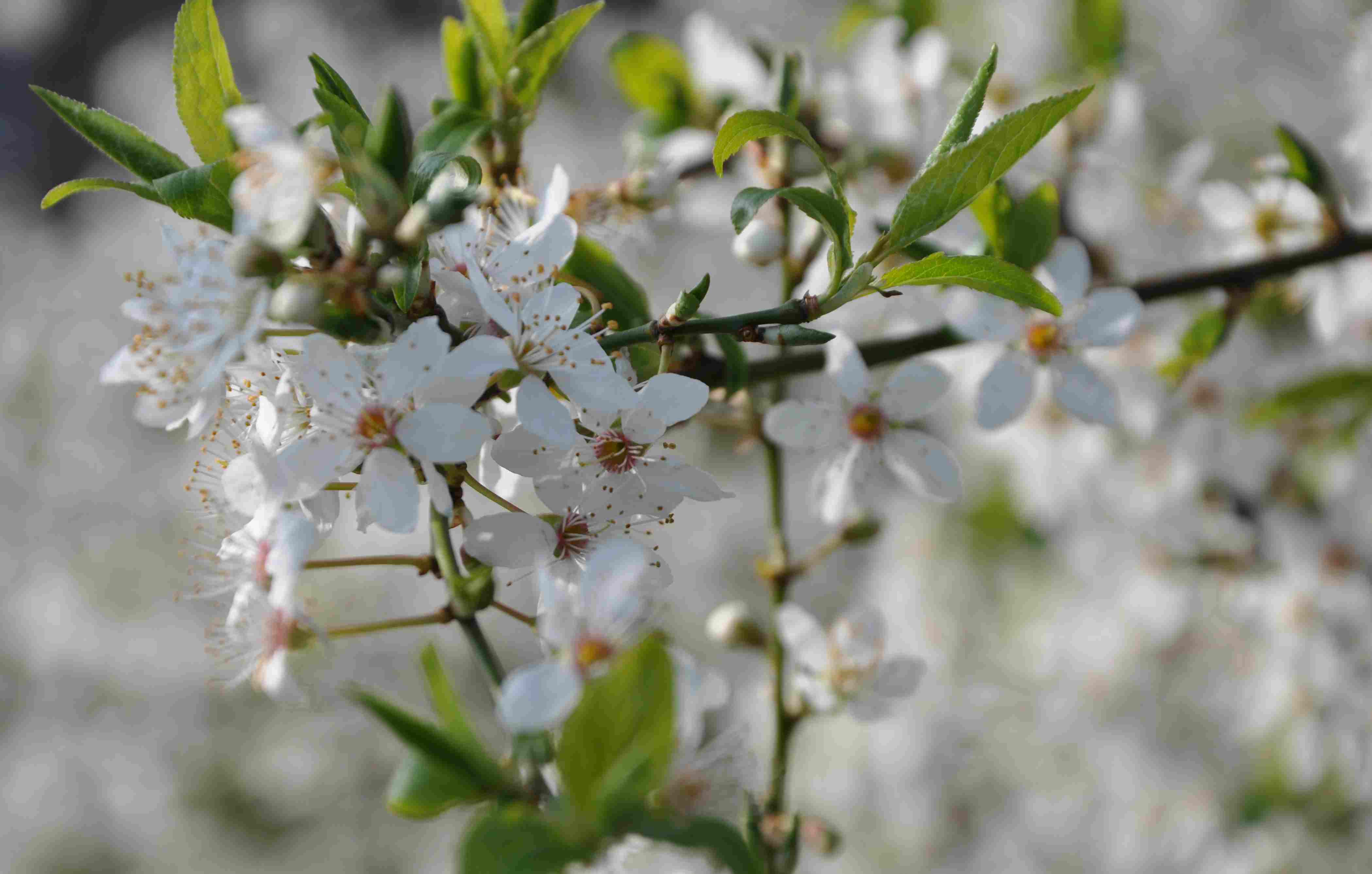 träd med vita blommor