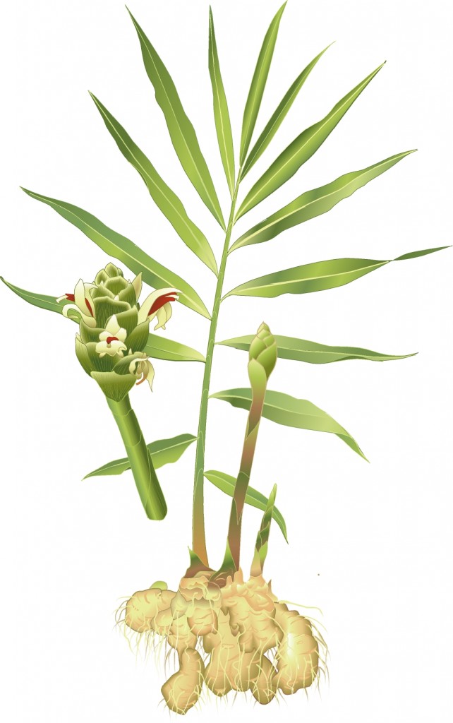Ingefäraplantan kan bli en meter hög med palmliknande blad.