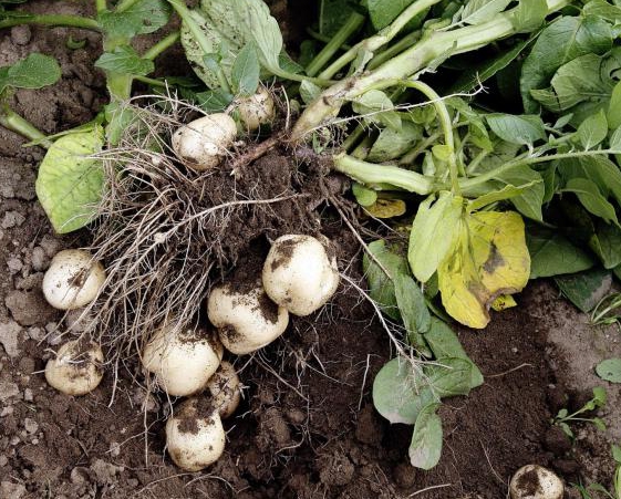 Tidig potatis är en snabb gröda om bara jord- och fuktförhållandena är de rätta.