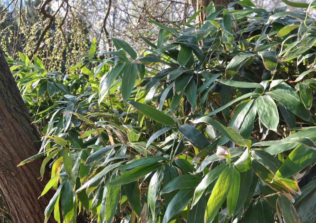 Palmbladsliknande blad och smala rör är kännetecken för kurilerbambun.