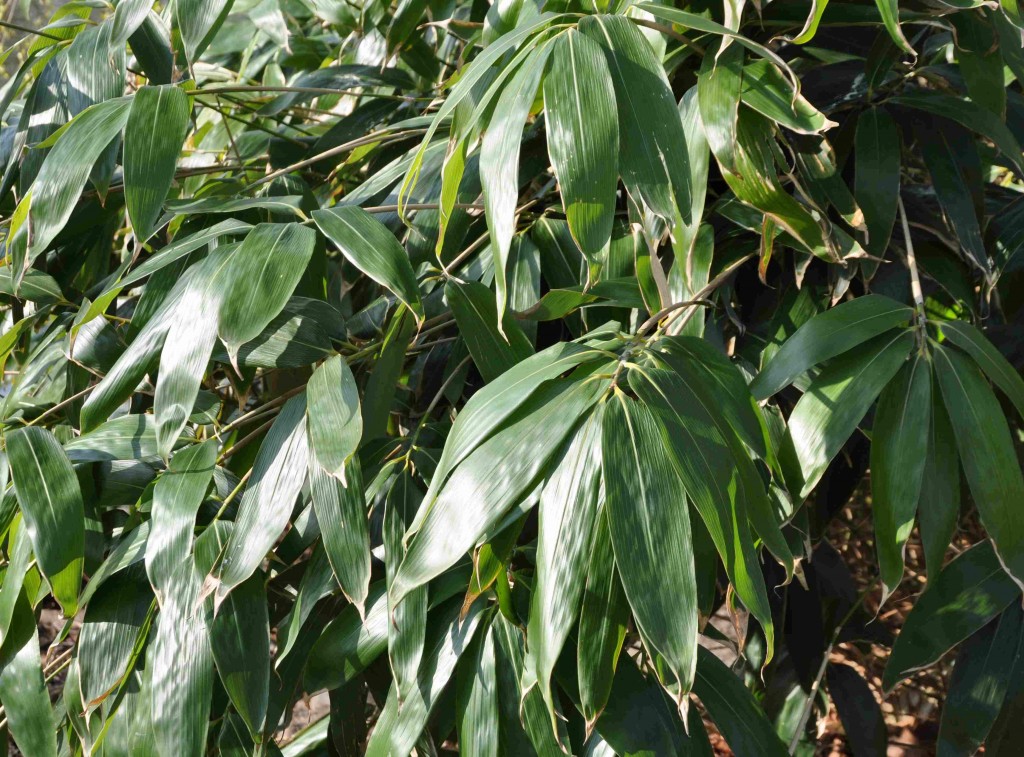 Kurilerbambun har palmbladsliknande hopfästning vid bladskaftet.