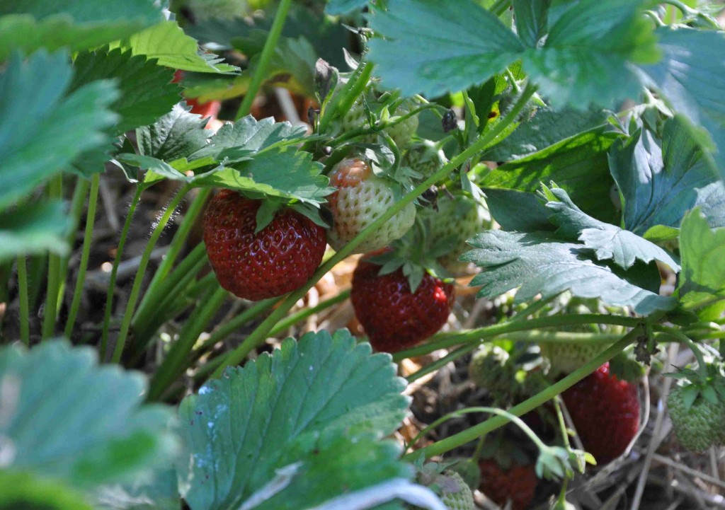 Några jordgubbsplantor borde absolut få plats i odlingen.