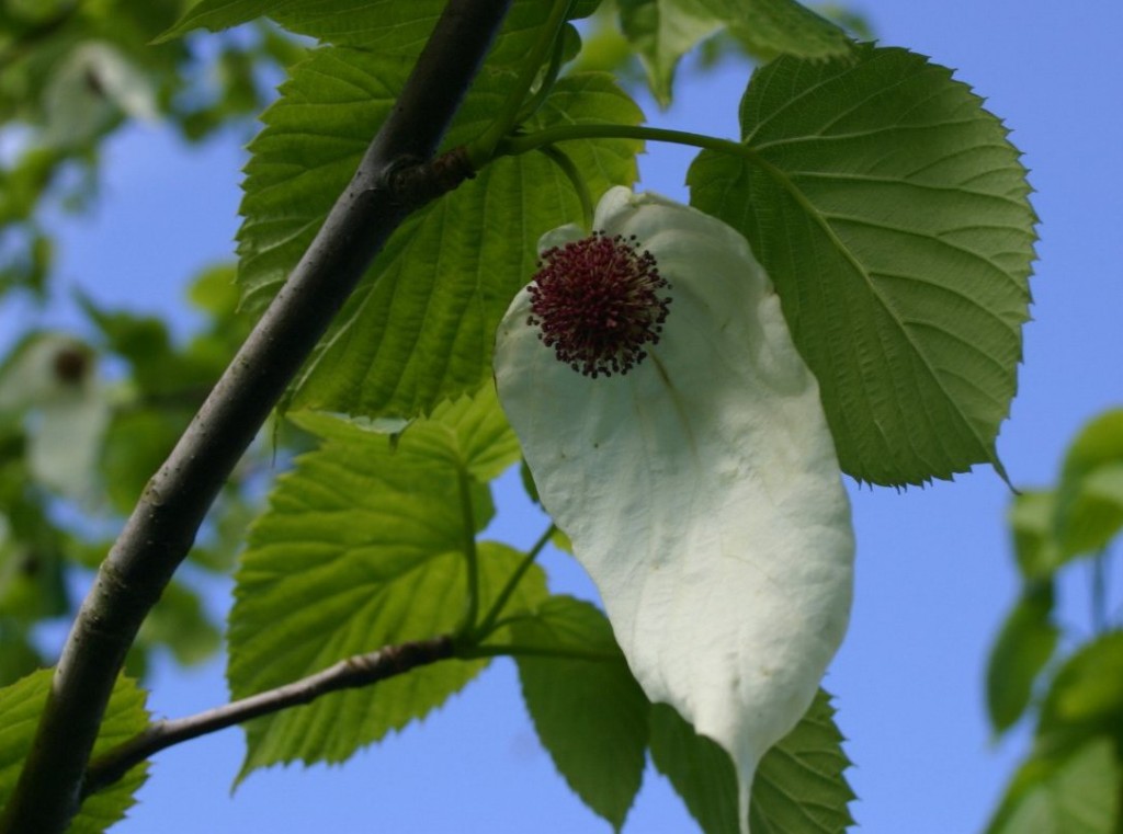 De vita högbladen skyddar den egentliga blomman som är en samling ståndare som sitter som i en liten boll.