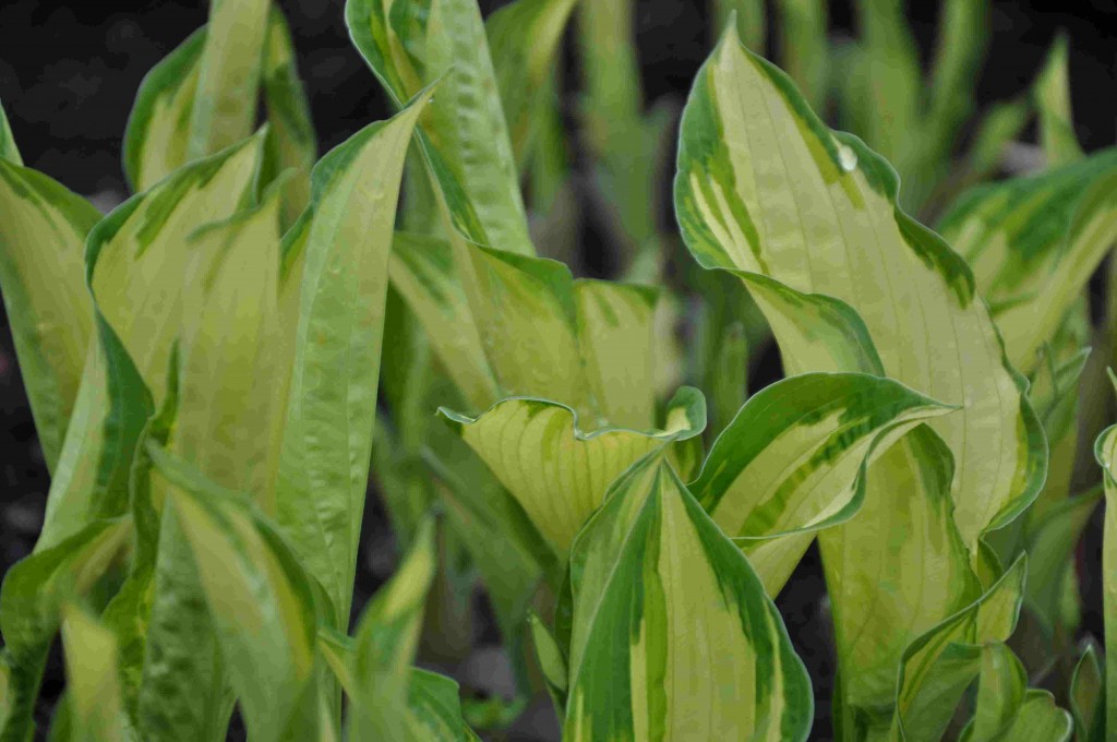 Gulbladig funkia är fin i kombination med mörkbladiga växter.