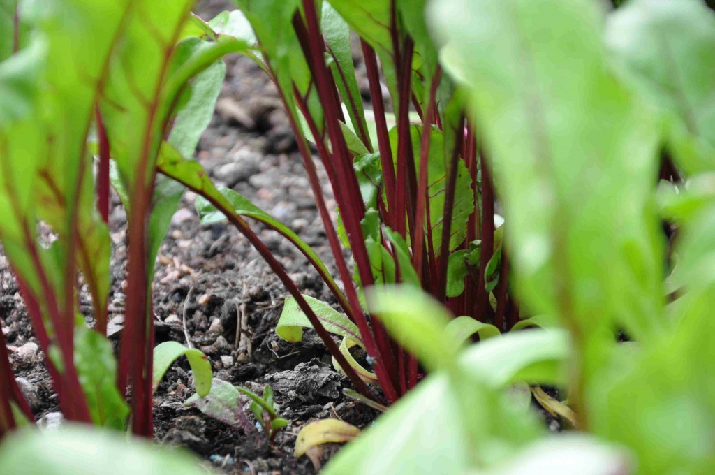 Rödbetor är lätta att odla och bladen kan även ätas i salladen.