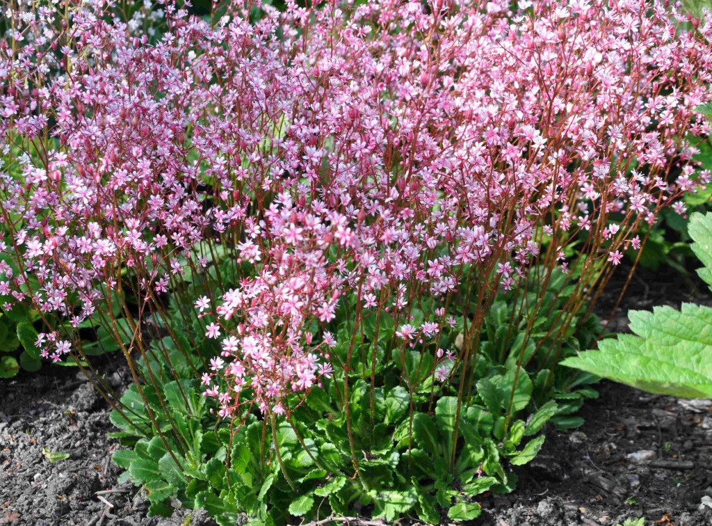Bräckor är låga och anspråkslösa marktäckande växter som tar plats i blomningstider.