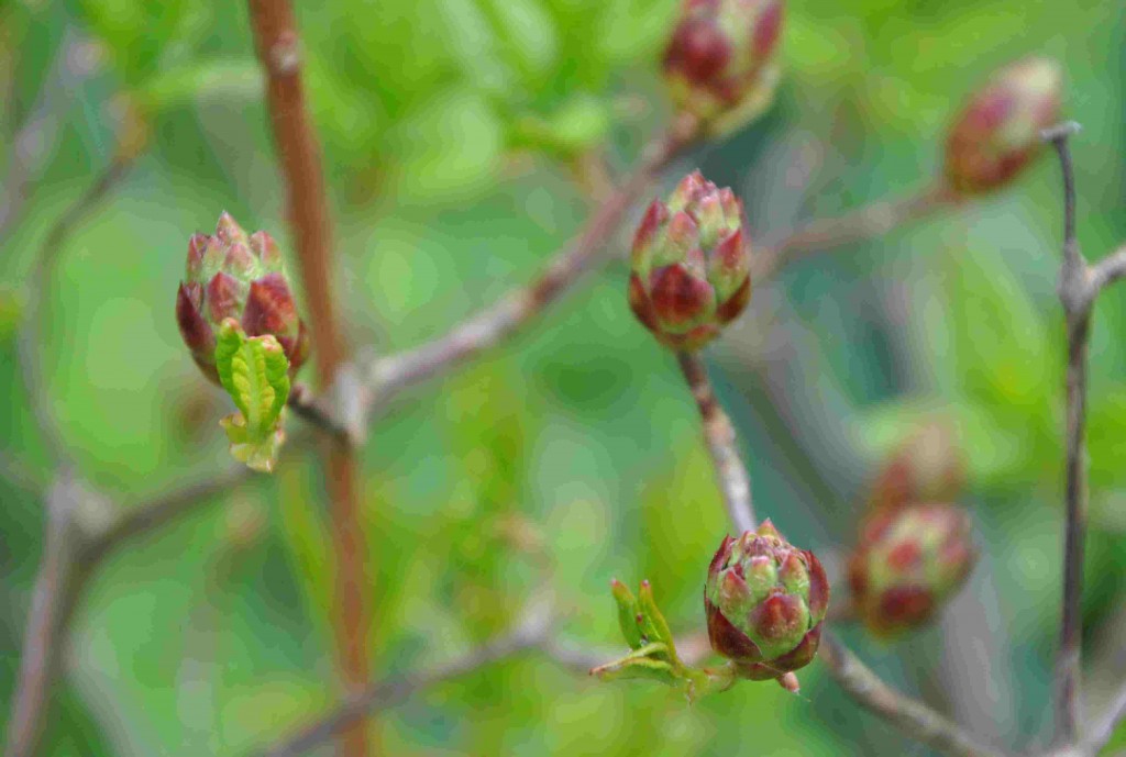 Azalean blommar i samband med lövsprickningen.