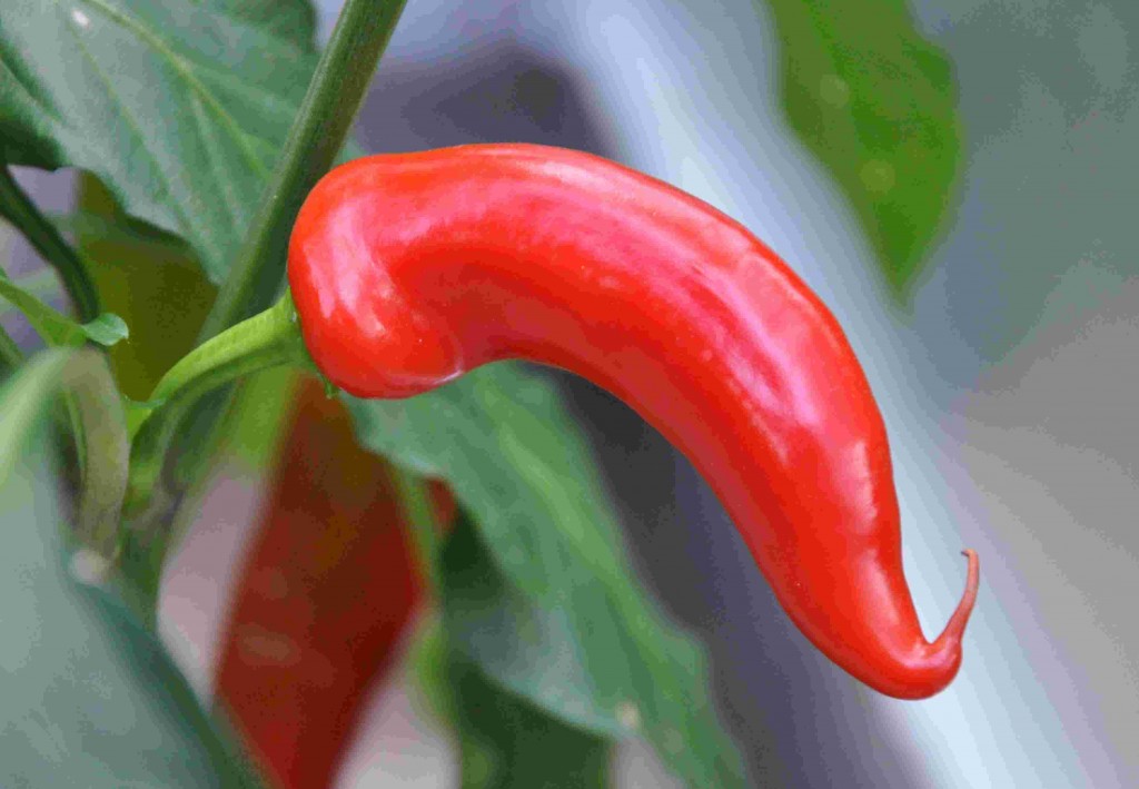 Chili finns i olika färger och former.