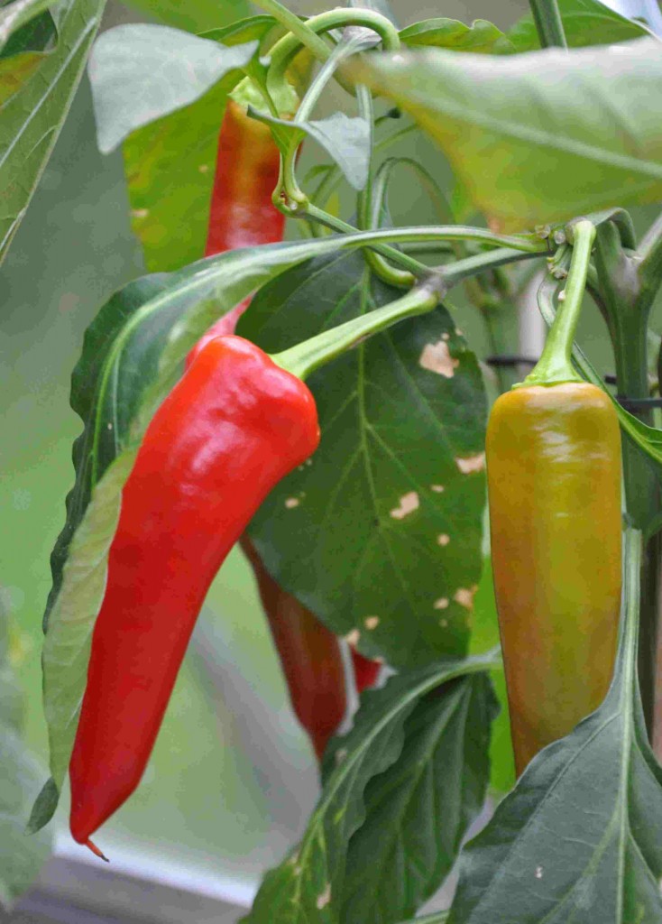 Chili och paprika är växter som är lätta att odla i växthus.