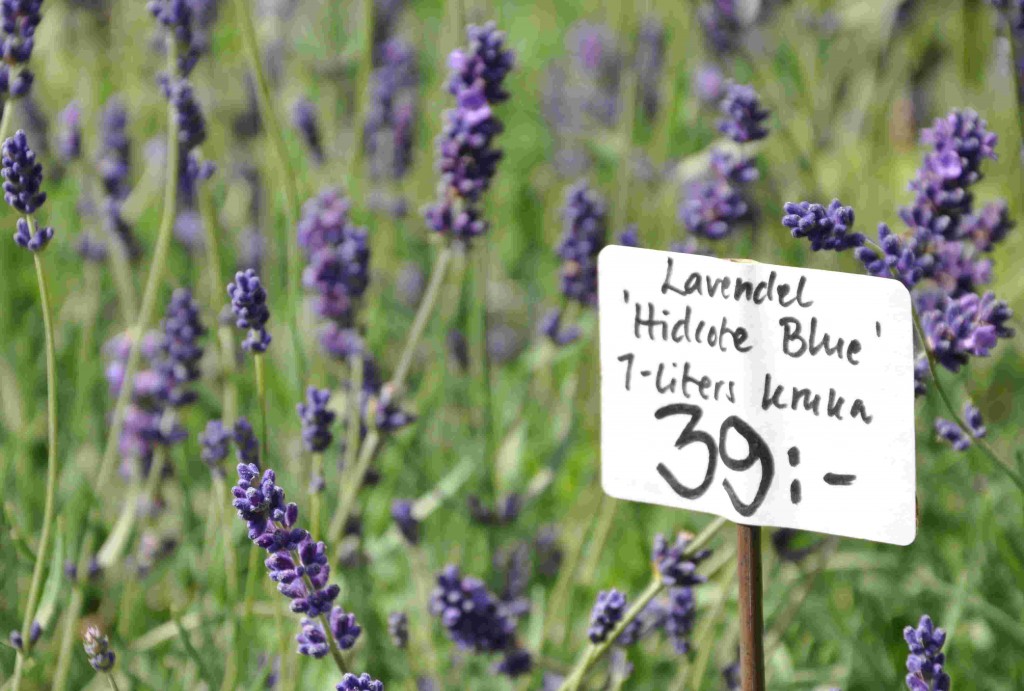 Lavendeln 'Hidcote' har en mörkt blå färg och god doft.