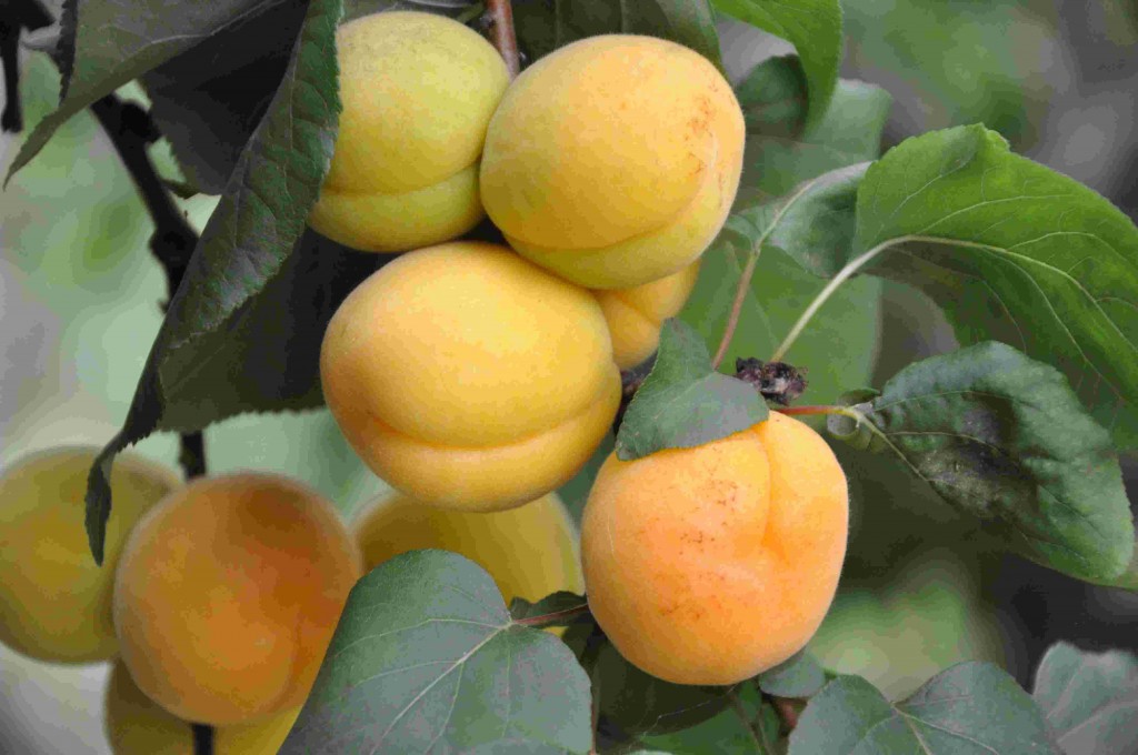 Aprikoser, kiwi, fikon och mullbär odlas i växthusen.