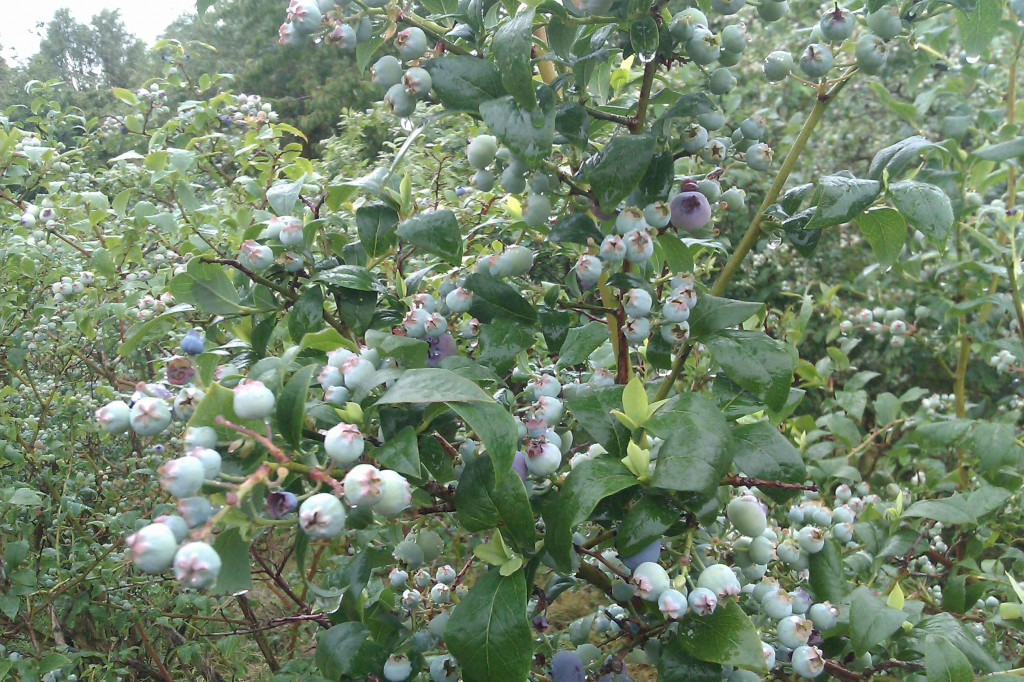 Amerikanska blåbär blir stora buskar som får stora bär.