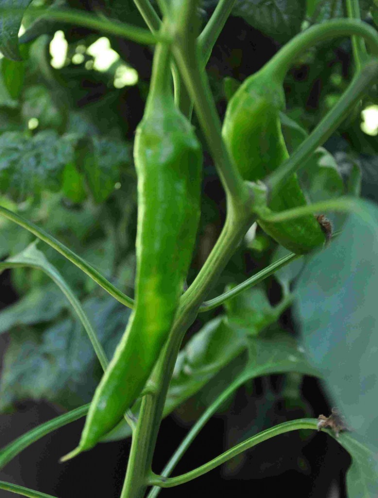Chili är lätt att odla i växthus.