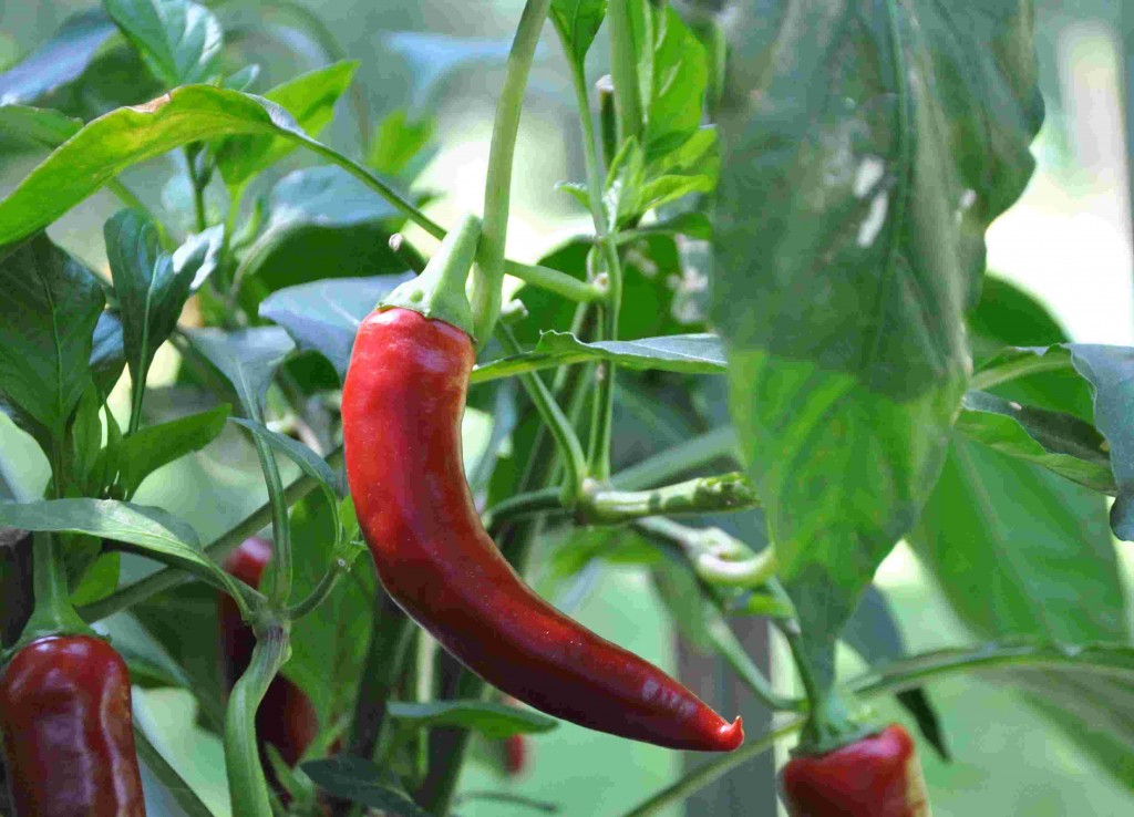 Chilin kan skördas som omogen och förvaras i kylskåp.