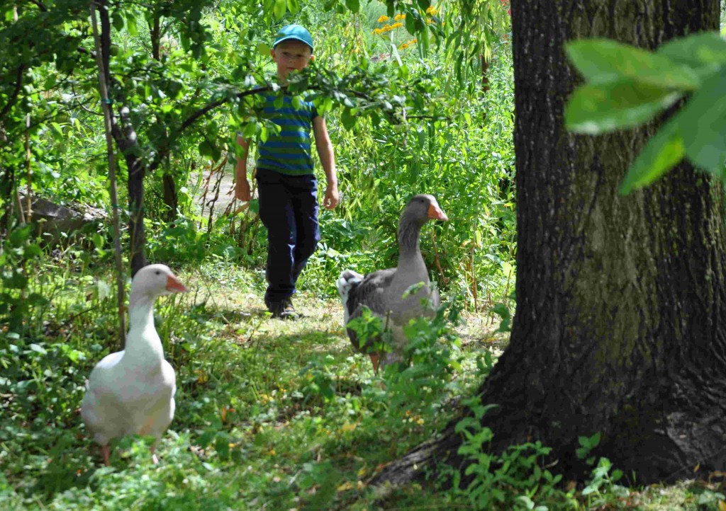 Barnvandringarna hos Mandelmanns bjuder på en rundtur bland gårdens växter och djur.