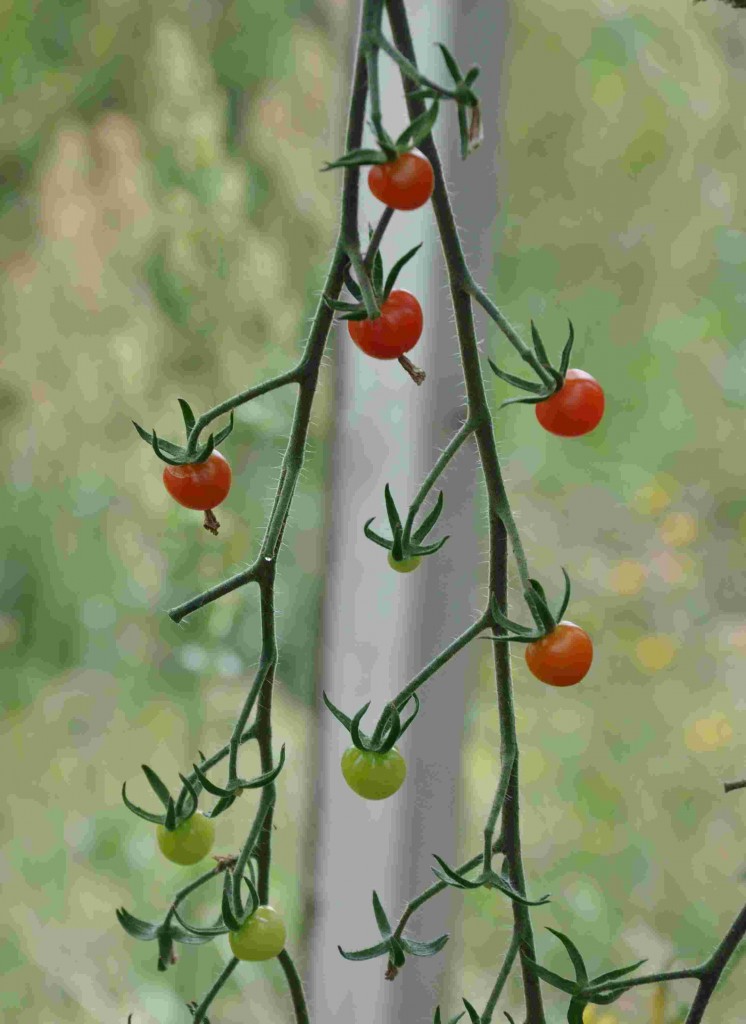 Tomater finns i olika färger och former.