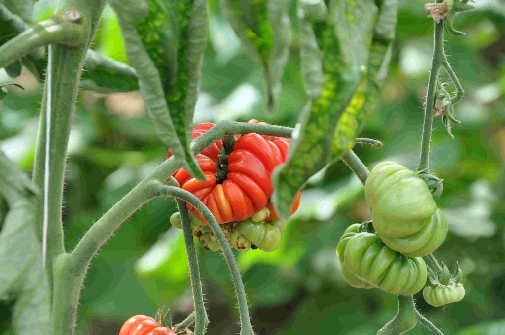 Tomater och gurkor odlas idet stora växthuset.