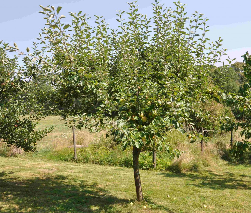 Äppleträd som växer tätt gallras gärna ur på sommaren.